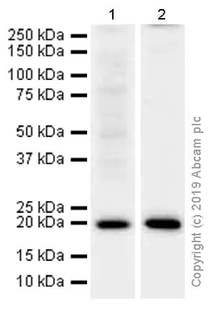 Western blot - Anti-Mitochondrial ribosomal protein L11 antibody [EPR9111(B)] (AB133789)