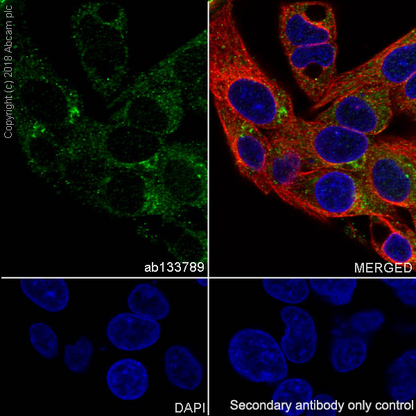 Immunocytochemistry/ Immunofluorescence - Anti-Mitochondrial ribosomal protein L11 antibody [EPR9111(B)] - BSA and Azide free (AB248654), expandable thumbnail