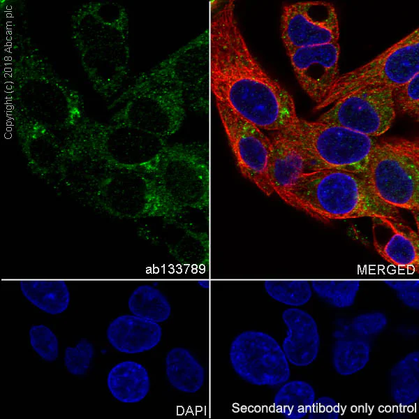 Immunocytochemistry/ Immunofluorescence - Anti-Mitochondrial ribosomal protein L11 antibody [EPR9111(B)] - BSA and Azide free (AB248654)