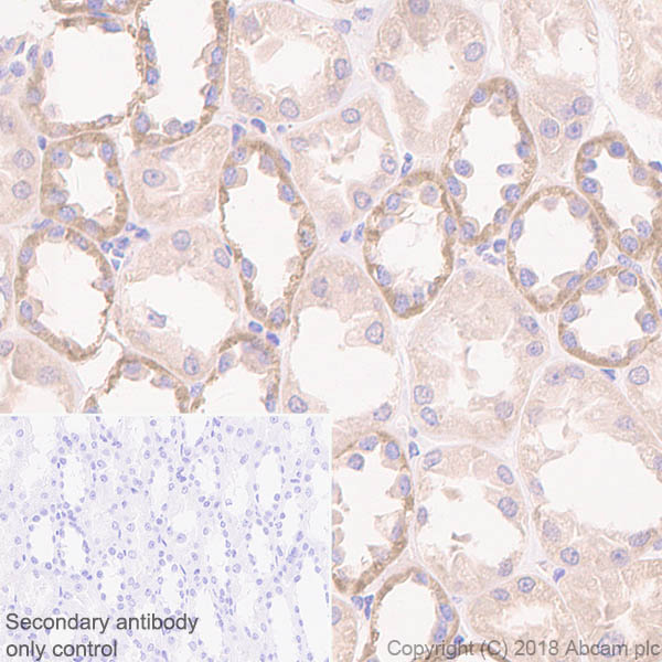 Immunohistochemistry (Formalin/PFA-fixed paraffin-embedded sections) - Anti-Mitochondrial ribosomal protein L11 antibody [EPR9111(B)] - BSA and Azide free (AB248654), expandable thumbnail