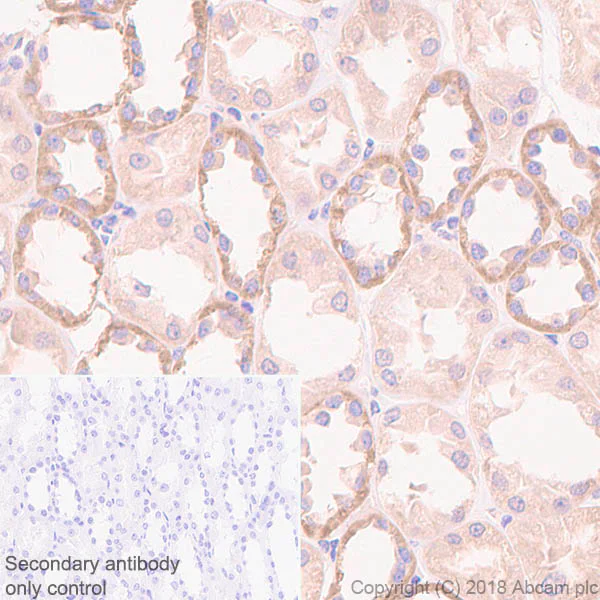 Immunohistochemistry (Formalin/PFA-fixed paraffin-embedded sections) - Anti-Mitochondrial ribosomal protein L11 antibody [EPR9111(B)] - BSA and Azide free (AB248654)
