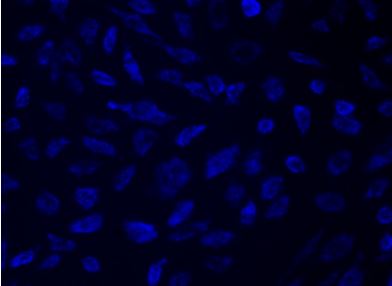 Fluorescence Microscopy - Mitochondrial Staining Kit - Blue - Cytopainter (AB219939), expandable thumbnail