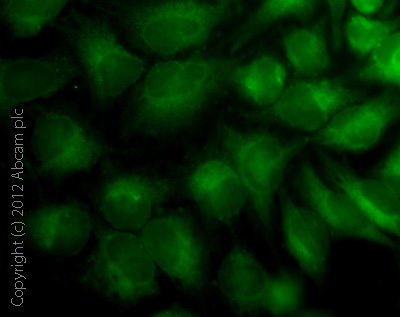 Immunocytochemistry/ Immunofluorescence - Mitochondrial Staining Kit - Green Fluorescence - Cytopainter (AB112143), expandable thumbnail