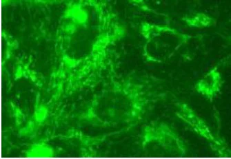 Immunocytochemistry/ Immunofluorescence - Mitochondrial Staining Kit - Green Fluorescence - Cytopainter (AB112143)