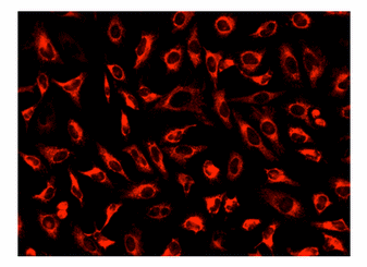 Fluorescence Microscopy - Mitochondrial Staining Kit - NIR Fluorescence - Cytopainter (AB176747), expandable thumbnail