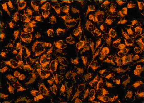 Fluorescence Microscopy - Mitochondrial Staining Kit - Orange (Ex405nm) - Cytopainter (AB138897), expandable thumbnail