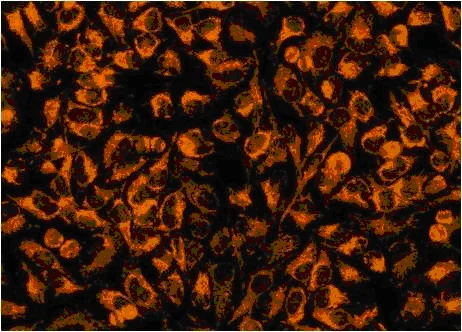 Fluorescence Microscopy - Mitochondrial Staining Kit - Orange (Ex405nm) - Cytopainter (AB138897)