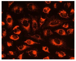 Fluorescence Microscopy - Mitochondrial Staining Kit - Orange Fluorescence - Cytopainter (AB112144)