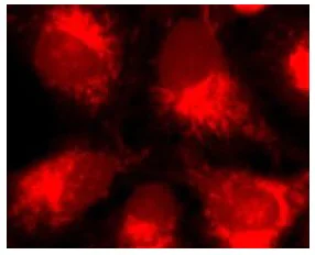 Fluorescence Microscopy - Mitochondrial Staining Kit - Red Fluorescence - Cytopainter (AB112145)