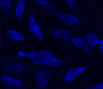 Fluorescence Microscopy - Mitochondrial Staining Reagent - Blue - Cytopainter (AB219940), expandable thumbnail