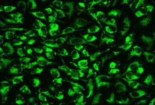 Fluorescence Microscopy - Mitochondrial Staining Reagent - Green - Cytopainter (AB176830), expandable thumbnail