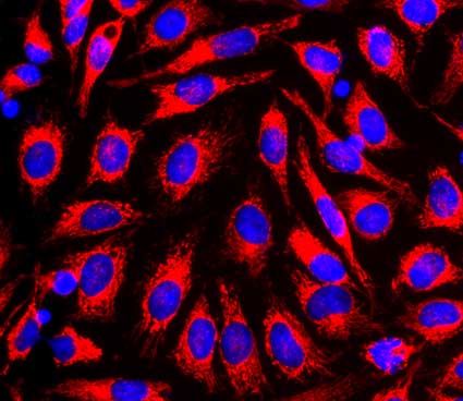Fluorescence Microscopy - Mitochondrial Staining Reagent - NIR - Cytopainter (AB176833), expandable thumbnail