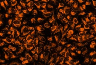 Fluorescence Microscopy - Mitochondrial Staining Reagent - Orange 405 - CytoPainter (AB176834), expandable thumbnail