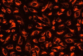 Fluorescence Microscopy - Mitochondrial Staining Reagent - Orange - Cytopainter (AB176831), expandable thumbnail