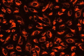 Fluorescence Microscopy - Mitochondrial Staining Reagent - Orange - Cytopainter (AB176831)