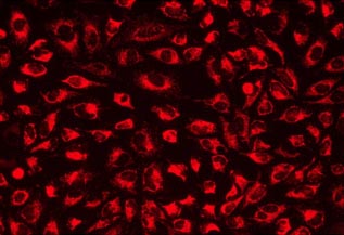 Fluorescence Microscopy - Mitochondrial Staining Reagent - Red - Cytopainter (AB176832), expandable thumbnail