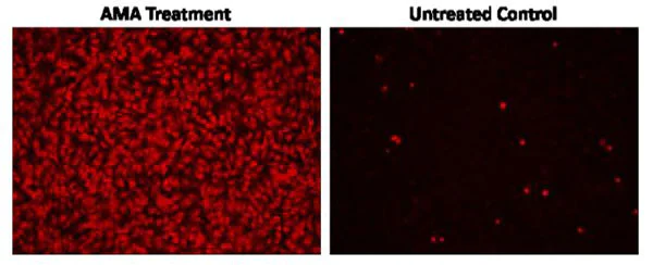 Fluorescence Microscopy - Mitochondrial Superoxide Assay Kit (Fluorometric) (AB219943)