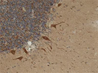 Immunohistochemistry (Formalin/PFA-fixed paraffin-embedded sections) - Anti-Mitofilin antibody [2E4AD5] - Mitochondrial Marker (AB110329)