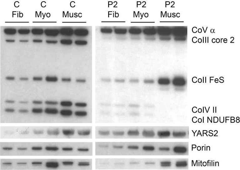 Western blot - Anti-Mitofilin antibody [2E4AD5] - Mitochondrial Marker (AB110329)