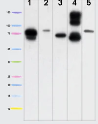 Western blot - Anti-Mitofilin antibody [2E4AD5] - Mitochondrial Marker (AB110329)