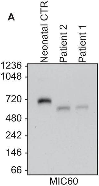 Anti-Mitofilin antibody [2E4AD5] - Mitochondrial Marker