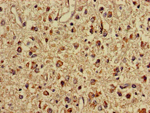 Immunohistochemistry (Formalin/PFA-fixed paraffin-embedded sections) - Anti-Mitofilin antibody (AB229653)