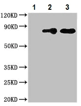 Immunoprecipitation - Anti-Mitofilin antibody (AB229653)