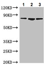 Western blot - Anti-Mitofilin antibody (AB229653), expandable thumbnail