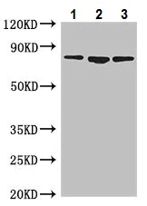 Western blot - Anti-Mitofilin antibody (AB229653)