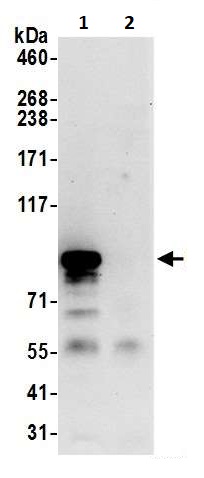 Immunoprecipitation - Anti-Mitofilin antibody (AB264372)
