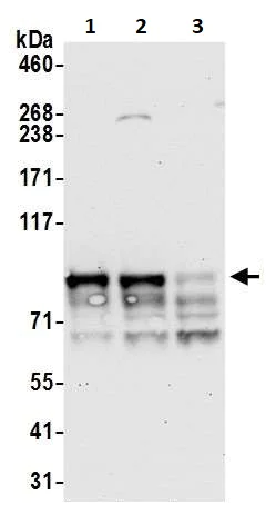 Western blot - Anti-Mitofilin antibody (AB264372)