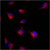 Immunocytochemistry/ Immunofluorescence - Anti-Mitofilin antibody (AB93323)
