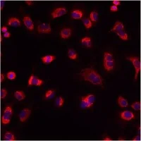 Immunocytochemistry/ Immunofluorescence - Anti-Mitofilin antibody (AB93323)