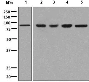 Western blot - Anti-Mitofilin antibody [EPR8749] (AB137057)