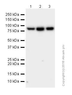 Western blot - Anti-Mitofilin antibody [EPR8749] (AB137057)