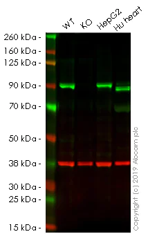 Western blot - Anti-Mitofilin antibody [EPR8749] (AB137057)