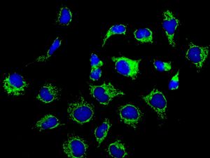 Immunocytochemistry/ Immunofluorescence - Anti-Mitofilin antibody [EPR8749] - BSA and Azide free (ab245764), expandable thumbnail