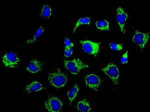 Immunocytochemistry/ Immunofluorescence - Anti-Mitofilin antibody [EPR8749] - BSA and Azide free (AB245764)