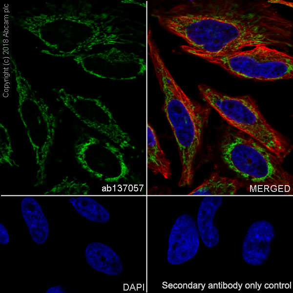 Immunocytochemistry/ Immunofluorescence - Anti-Mitofilin antibody [EPR8749] - BSA and Azide free (AB245764), expandable thumbnail