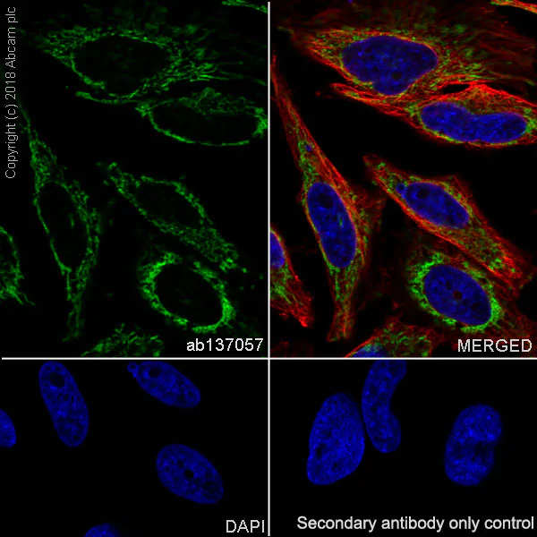 Immunocytochemistry/ Immunofluorescence - Anti-Mitofilin antibody [EPR8749] - BSA and Azide free (AB245764)