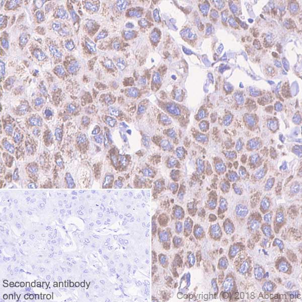 Immunohistochemistry (Formalin/PFA-fixed paraffin-embedded sections) - Anti-Mitofilin antibody [EPR8749] - BSA and Azide free (AB245764), expandable thumbnail