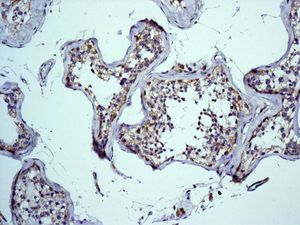 Immunohistochemistry (Formalin/PFA-fixed paraffin-embedded sections) - Anti-Mitofilin antibody [EPR8749] - BSA and Azide free (ab245764), expandable thumbnail