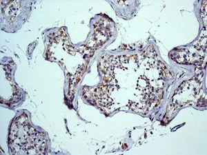 Immunohistochemistry (Formalin/PFA-fixed paraffin-embedded sections) - Anti-Mitofilin antibody [EPR8749] - BSA and Azide free (AB245764)