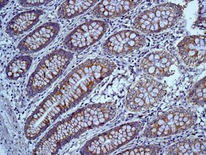Immunohistochemistry (Formalin/PFA-fixed paraffin-embedded sections) - Anti-Mitofilin antibody [EPR8749] - BSA and Azide free (AB245764), expandable thumbnail