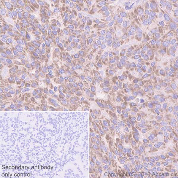 Immunohistochemistry (Formalin/PFA-fixed paraffin-embedded sections) - Anti-Mitofilin antibody [EPR8749] - BSA and Azide free (AB245764), expandable thumbnail