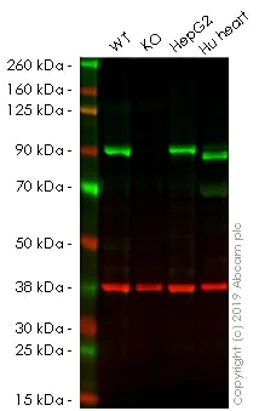 Western blot - Anti-Mitofilin antibody [EPR8749] - BSA and Azide free (AB245764)