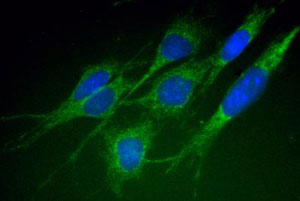 Immunocytochemistry/ Immunofluorescence - Anti-Mitofusin 1 antibody [11E91H12] (AB126575), expandable thumbnail