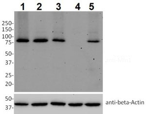 Western blot - Anti-Mitofusin 1 antibody [11E91H12] (AB126575), expandable thumbnail