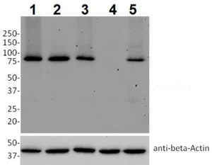 Western blot - Anti-Mitofusin 1 antibody [11E91H12] (AB126575)