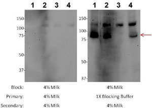 Western blot - Anti-Mitofusin 1 antibody [11E91H12] (AB126575), expandable thumbnail